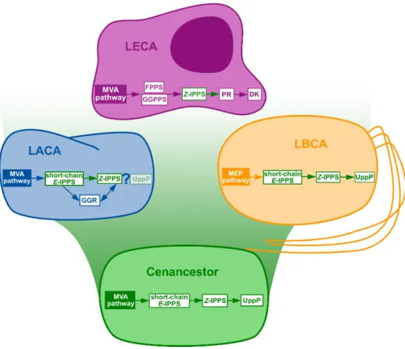 Figure 3 Summary of the phylogenomic results of the enzymes involved in the polyisoprenol biosyn- biosyn-thesis pathways