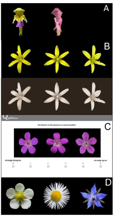 Figure 1 Flower stimuli. (A) examples of bilaterally symmetrical flowers with similar shape (left: Galeop- Galeop-sis speciosa, right: Lamium maculatum)—only the en face photographs; (B) colored flower stimulus and its sepia tone version (Gagea lutea); (C)
