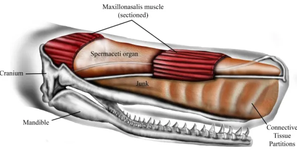 Figure 1 Schematic representation of sperm whale head structure. Image courtesy of Ali Nabavizadeh.