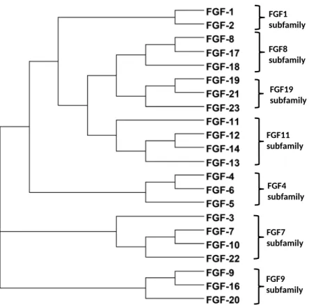 Figure 1 Phylogenetic relationship of the FGFs based on amino acid sequence. According to amino acid sequence, dendroscope was used to show that FGF family is divided into seven subfamilies.