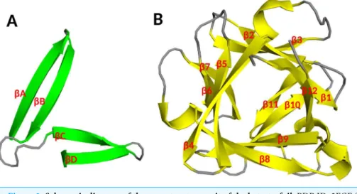 Figure 2 Schematic diagram of the core structure unit of the beta-trefoil. PDB ID: 2FGF (Zhang et al., 1991)