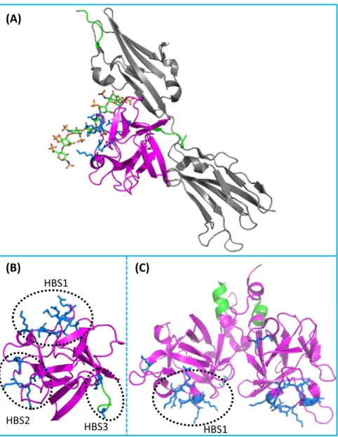Figure 3 FGF interactions with FGFR and heparin/heparan sulfate. (A) Ternary structure of FGF-FGFR-heparin complex (1FQ9 (Schlessinger et al., 2000))