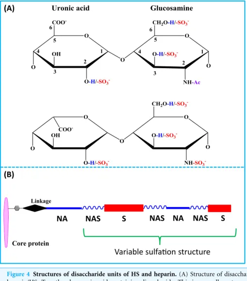 Figure 4 Structures of disaccharide units of HS and heparin. (A) Structure of disaccharide unit of heparin/HS