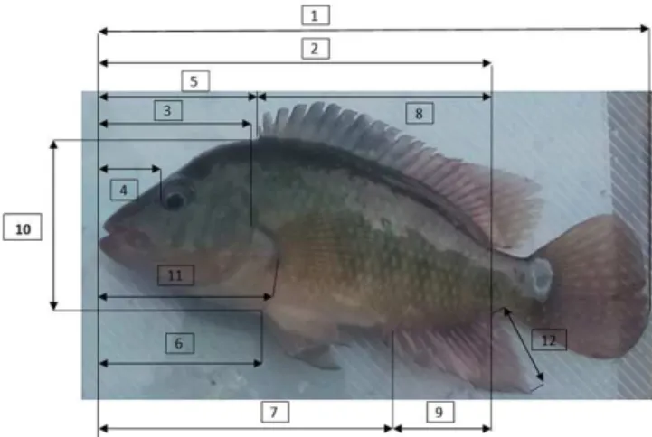 Figure 2. The morphometric measurements registered in each anal- anal-ysed organism (source: own elaboration)