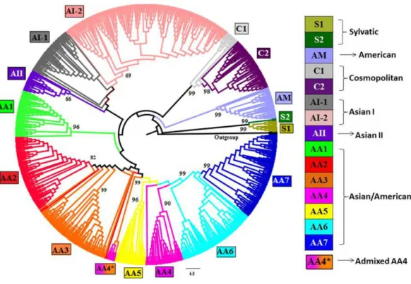 Figure 1 Phylogenetic tree of DENV-2 strains obtained using Neighbor-joining (NJ) method in MEGA