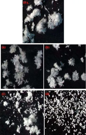 Figure 1. Optical microscopic image of agglomerates made of  IPA, a: SLS, b: tween, c: PVP, d: HPMC
