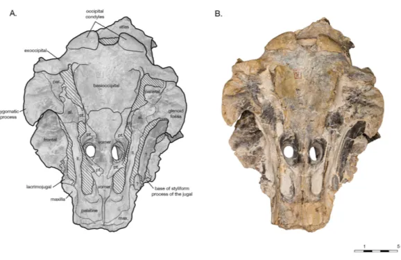 Figure 8 Skull of the holotype of Allodelphis pratti (YPM 13408) in ventral view. (A) Illustrated skull with low opacity mask, interpretive line art, and labels for skull elements