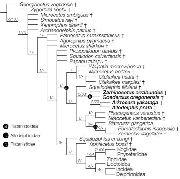 Figure 10 Strict consensus cladogram with support values. Phylogenetic analysis of Odontoceti, showing a strict consensus cladogram resulting from 430 most parsimonious trees, 1,960 steps long, with the ensemble consistency index equal to 0.233 and the ens