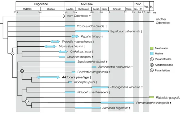 Figure 11 Phylogenetic results of Platanistoidea and major odontocete groups, calibrated for geologic time