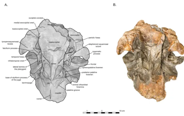 Figure 3 Skull of Arktocara yakataga (USNM 214830) in ventral view. (A) Illustrated skull with low opacity mask, interpretive line art, and labels for skull elements