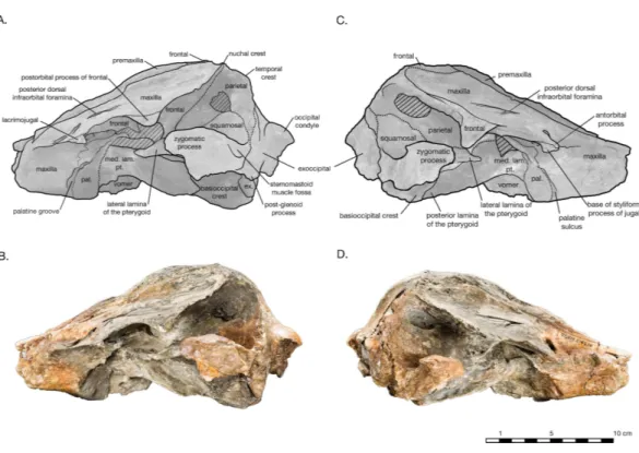 Figure 4 Skull of Arktocara yakataga (USNM 214830) in left (A, B) and right (C, D) lateral views