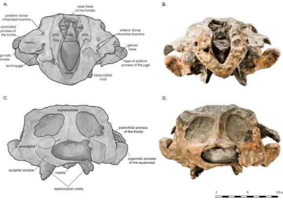 Figure 5 Skull of Arktocara yakataga (USNM 214830) in anterior (A, B) and posterior (C, D) views.