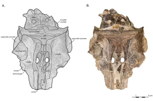 Figure 7 Skull of the holotype of Allodelphis pratti (YPM 13408) in dorsal view. (A) Illustrated skull with low opacity mask, interpretive line art, and labels for skull elements