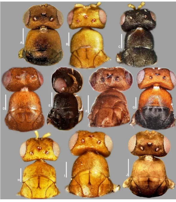 Figure 9 Head and mesosoma (part), Idarnes incertus sp. group, females. (A) I. flavicrus sp