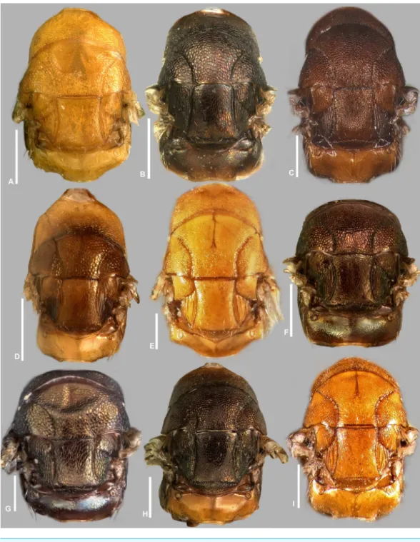Figure 10 Mesosoma in dorsal view, Idarnes incertus sp. group, females. (A) I. amacayacuensis sp