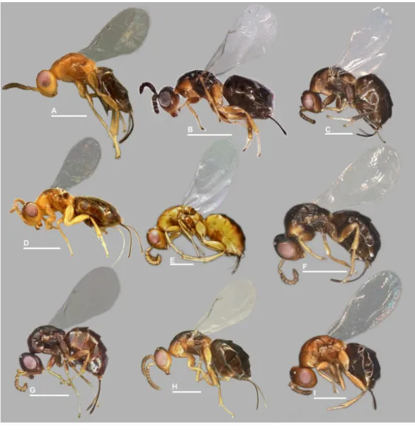Figure 2 Habitus in lateral view, Idarnes incertus sp. group, females. (A) I. amacayacuensis sp