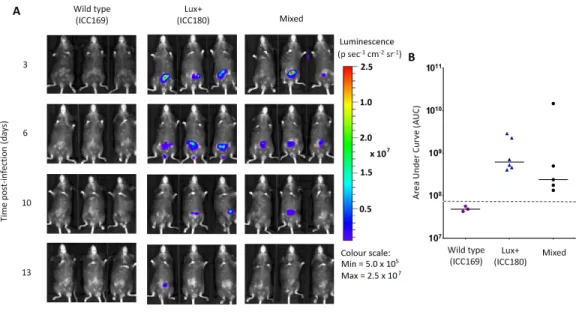 Figure 6 Despite having a fitness disadvantage in mixed infections of mice, ICC180 is still visible by biophotonic imaging