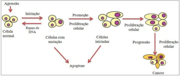 Figura  2.  Processo  de  carcinogenese.  Adpatado  de  Oliveira  et  al.  (2007).  Inicialmente  a  célula  normal sofre agressão (agentes: químicos, físicos, etc.) o que poderá levar a mutações a nível celular  (DNA)