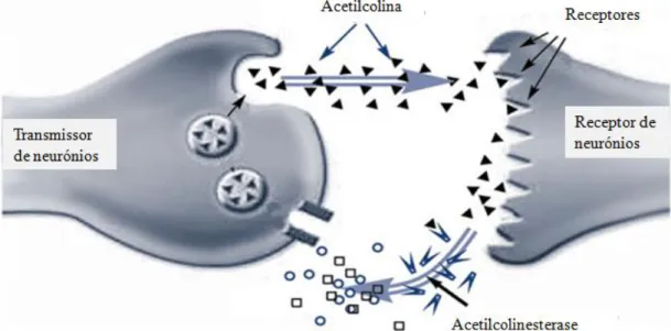 Figura  3.  Mecanismo  de  acção  da  acetilcolinesterase  (AChE).  A  transmissão  sináptica  da  acetilcolina  (ACh)  no  terminal  nervoso,  termina  com  a  degradação  da  ACh  pela  enzima  AChE