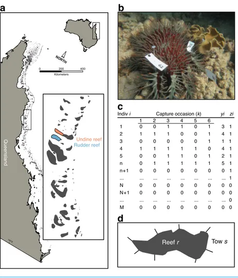 Figure 1 Sampling scheme for crown-of-thorns starfish (CoTS) mark-recapture study. (A) Study reefs on the Great Barrier Reef; (B) multiple tagged CoTS #62 from the study; (C) parameter-expanded data augmentation (PXDA) matrix of observed (1 to n), unobserv