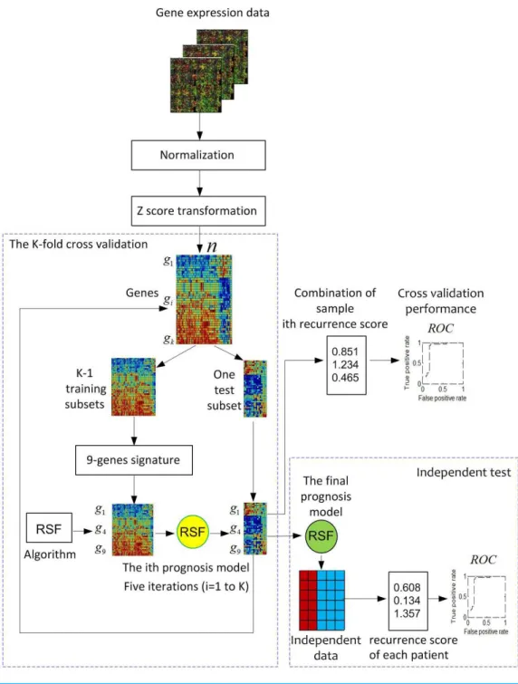 Figure 1 Pipeline for the development and evaluation of the ColoFinder. Gene expression data are cho- cho-sen, normalized, and z -score transformed