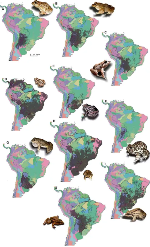 Figure 2 Maps for each Leptodactylus chacoan species, showing: distribution models, in grey;
