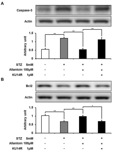 Figure 6 Western blotting analysis of the expression levels of caspase-3 and Bcl-2. The expression level of caspase-3 was reduced by allantoin (A), while Bcl2 expression was increased (B) (n = 6 for each group).