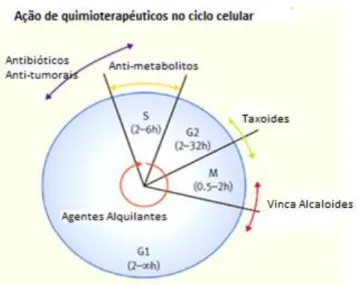 Figura  1.10:  Distribuição  das  diferentes  classes  de  quimioterapeuticos  pelas  fases  do  ciclo celular