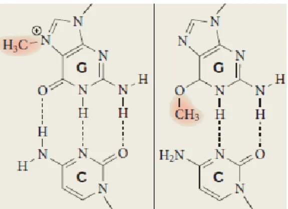 Figura 1.11: Ação dos agentes alquilantes nas bases azotadas do ADN. Adaptado de Fu  et al