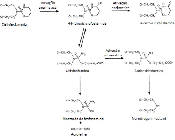 Figura 1.12: Produtos do metabolismo da ciclofosfamida. Adaptado de Anderson et al. 