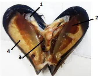 Figura 2.4- Parte interna do Mytilus galloprovincialis usado neste estudo. (1) Músculo  adutor; (2) brânquias; (3) glândula digestiva; (4) gónadas