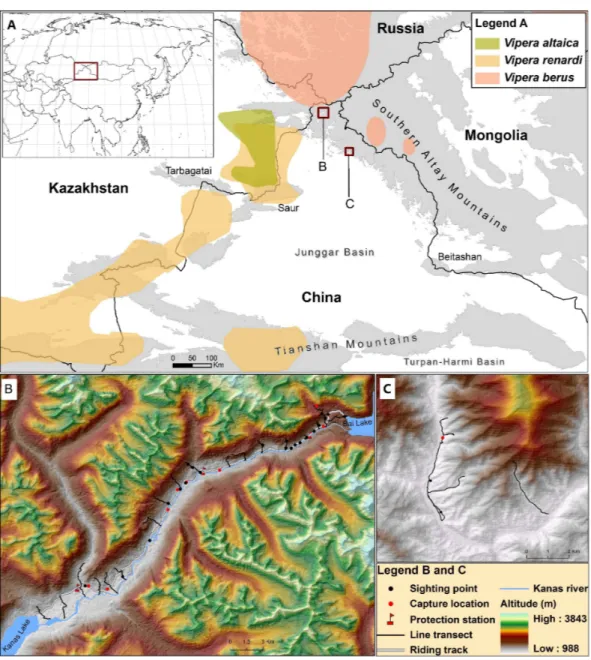 Figure 1 Map describing the distribution of V. berus and its relatives (V. renardi and V