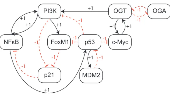 Figure 4 Qualitative Biological Regulatory Network (BRN). The entities are shown as nodes whereas interactions between two entities are represented with arrows