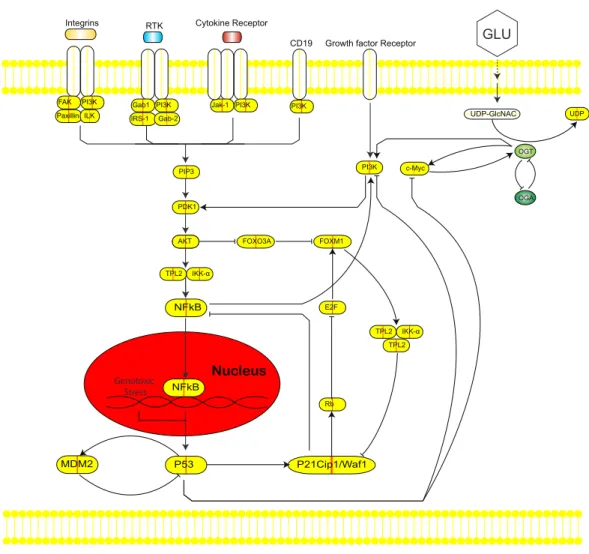 Figure 1 Intersection of the Hexosamine Biosynthetic Pathway (HBP), Phosphoinositide 3-kinase (PI3K)-mTOR-MYC signaling axis, and p53-MDM2 circuit