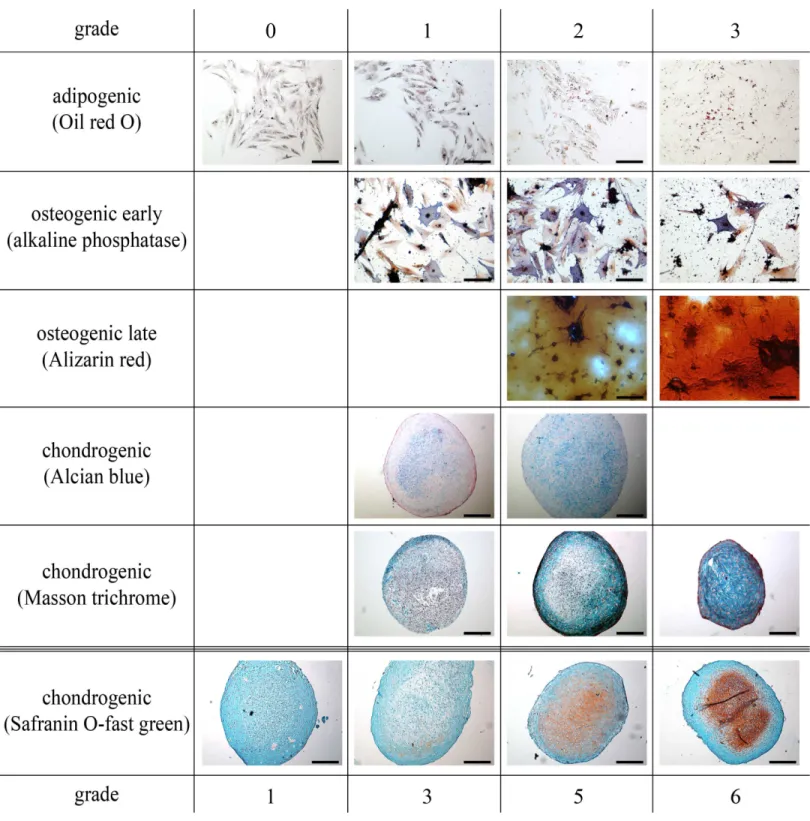 Figure 2 All parts of the study: representative histological images of the scoring system to assess adipogenic, early and late osteogenic (scale bar 100 µ m), and chondrogenic differentiation (scale bar 200 µ m).