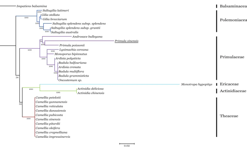 Figure 5 Phylogenetic analysis of accD sequences from six families in Ericales using the Maximum likelihood