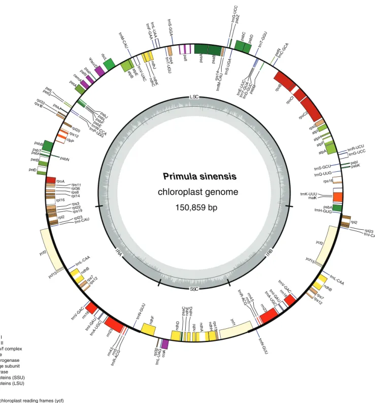Figure 1 Chloroplast genome map of Primula sinensis (GenBank accession number KU321892)
