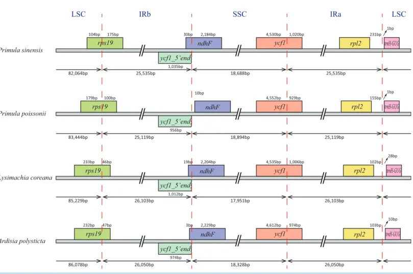 Figure 2 Comparison of the SC-IR boundary of four plastomes from Primulaceae.