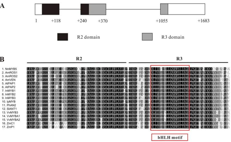 Figure 4 Characterization of NnMYB5 gene and alignment of NnMYB5 and other anthocyanin-related MYBs from other species.