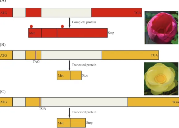Figure 5 Schema of the MYB5 allele structures and related encoded proteins in Nelumbo 
