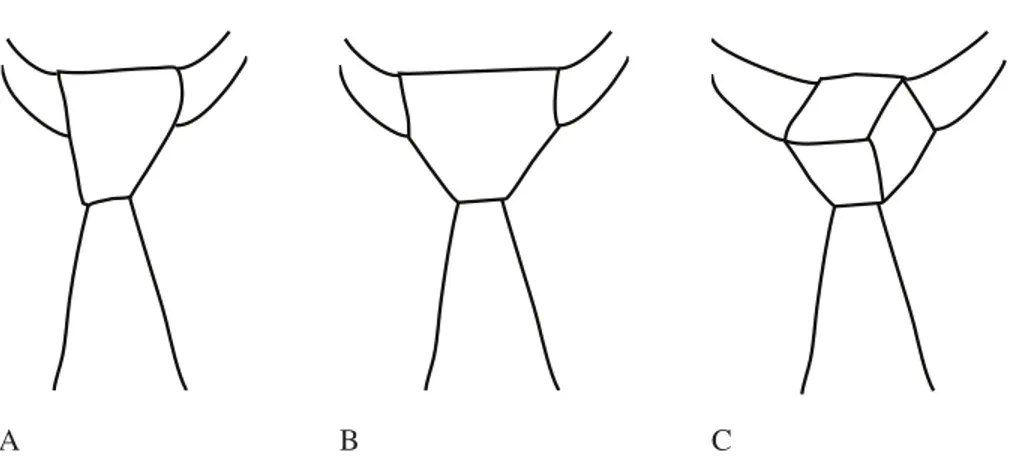 Figure 3 Different examples of tie knots. Left, a 4-in-hand; middle, a double windsor; right a trinity.