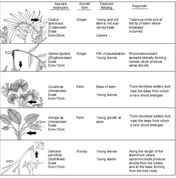 Figure 2 Typological examples of plant growth forms. Examples of plants selected by elephants in LKWS showing plant growth forms and their recovery