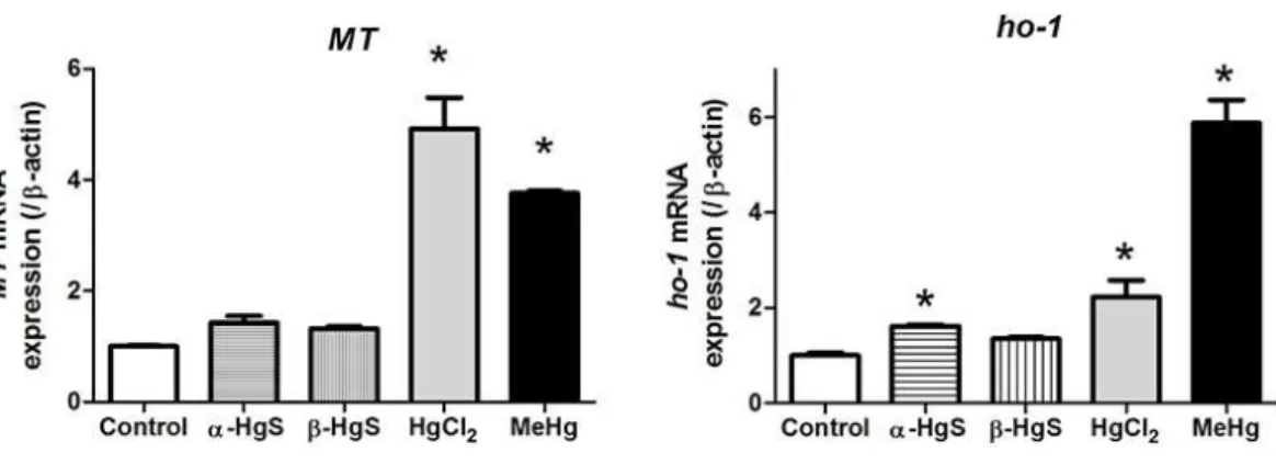 Figure 3 Analysis of gene expression in medaka embryos exposed to mercury compounds. Medaka embryos were sampled from control, 0.1 µ M MeHg, 1 µ M HgCl2, 10 µ M α-HgS, and 10 µ M β-HgS treatment groups (n = 3, 15 embryos pooled per replicate) at 3 days pos