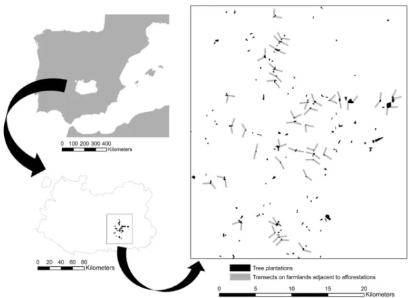 Figure 1 Study area map. Low effect of young afforestations on bird communities inhabiting hetero- hetero-geneous Mediterranean cropland Location of the study area in central Spain within the Ciudad Real province and distribution of the young forest planta