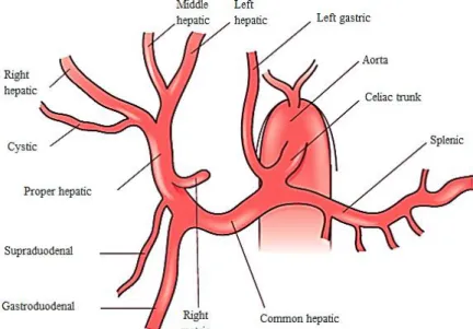 Figura 6. Ilustração da anatomia mais comum do tronco celíaco e do sistema arterial hepático, [21].