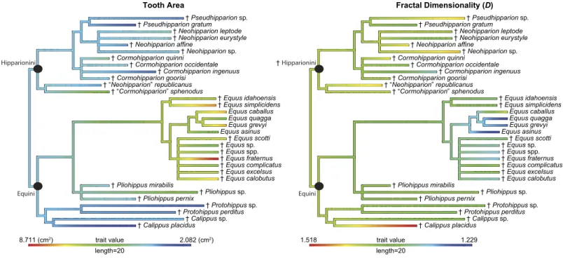 Figure 4 Phylogeny used in this study with continuous characters, tooth area and fractal dimensionality (D), mapped onto the tree