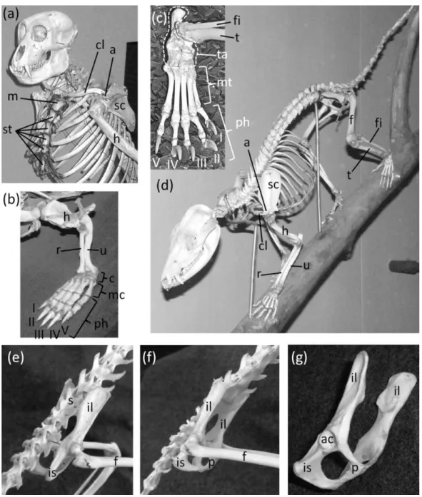 Figure 2 Mammal skeletons with structures in a non-vestigial state. (A) Nasalis larvatus (proboscis monkey), showing full expression of the clavicle and sternum (B) Ornithorhynchus anatinus (platypus), showing full expression of all five digits of the hand