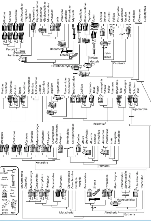 Figure 1 Phylogeny of bone vestigialization and loss in mammals. Phylogeny of extant Mammalia, showing phylogenetic distribution of vestigial (gray) and lost (black) skeletal structures