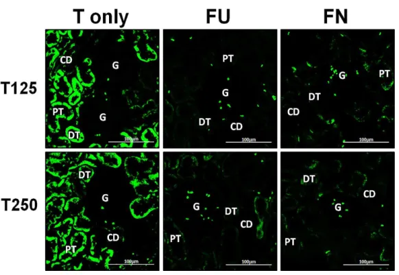 Figure 6 Effects of flutamide and finasteride on expression of β-ENaC in nephrons. Green fluorescence signals indicate sites where ENaC subunit proteins were expressed