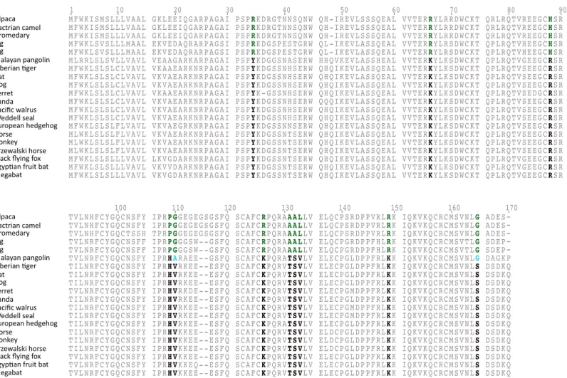 Figure 3 An alignment of gremlin 2 amino acid sequences from laurasiatherian mammals. Amino acid positions in bold denote the 11 amino acid synapomorphies that define the sequences of pigs and camels.